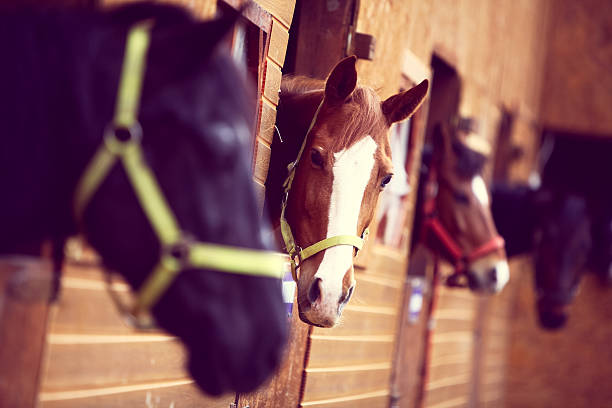 Color shot of some horses in a stable